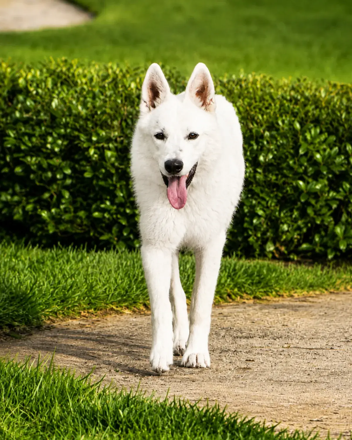 Haki standing square, facing the camera