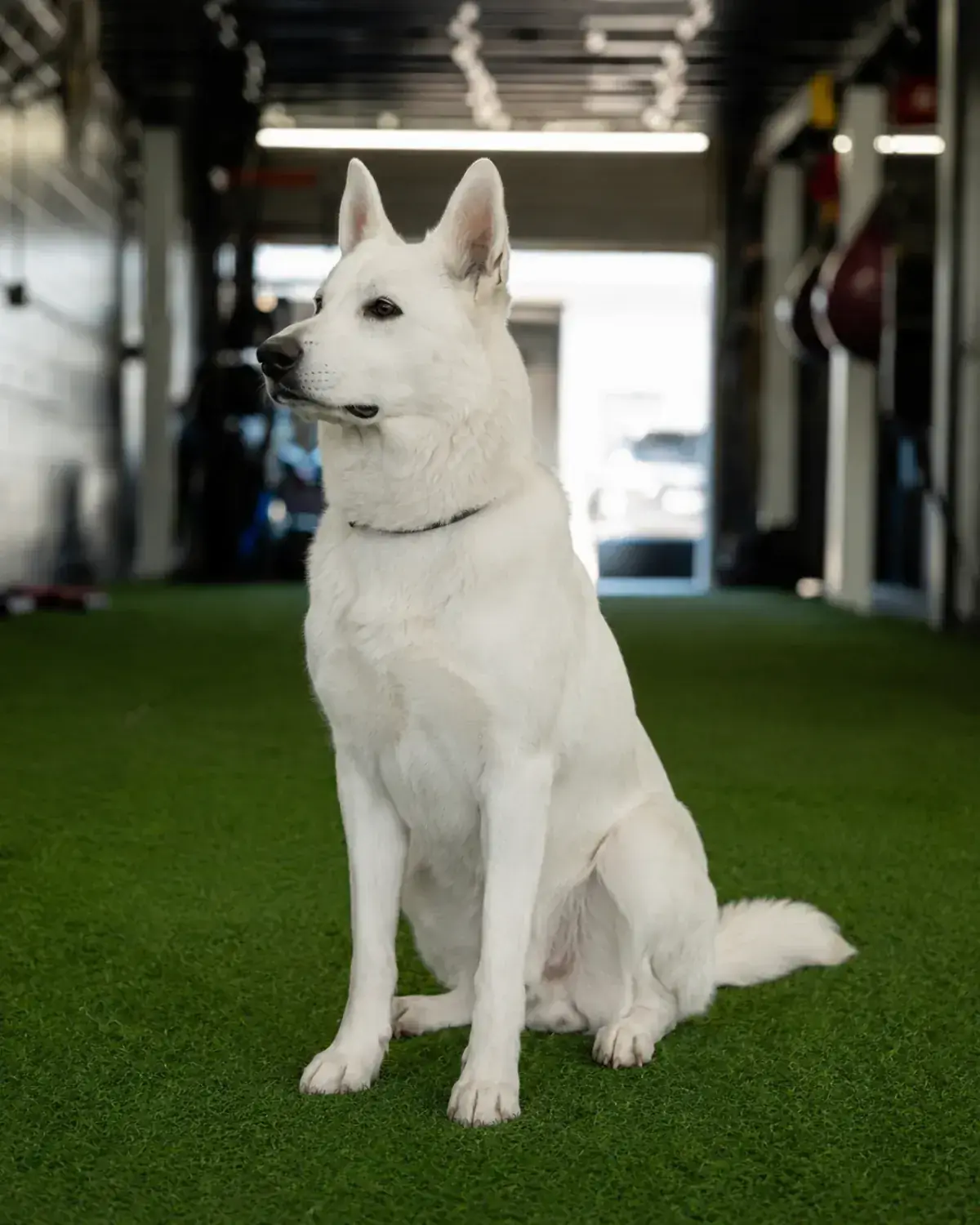 Haki relaxing indoors