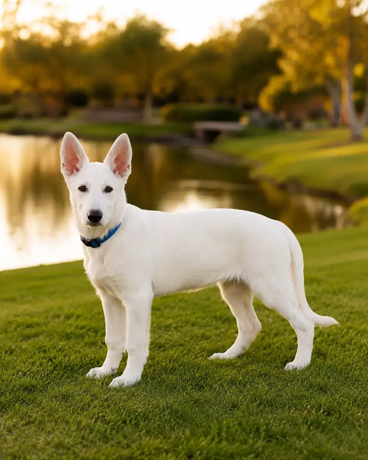 Spring 2026 white German Shepherd puppy standing alert at golden hour by the water