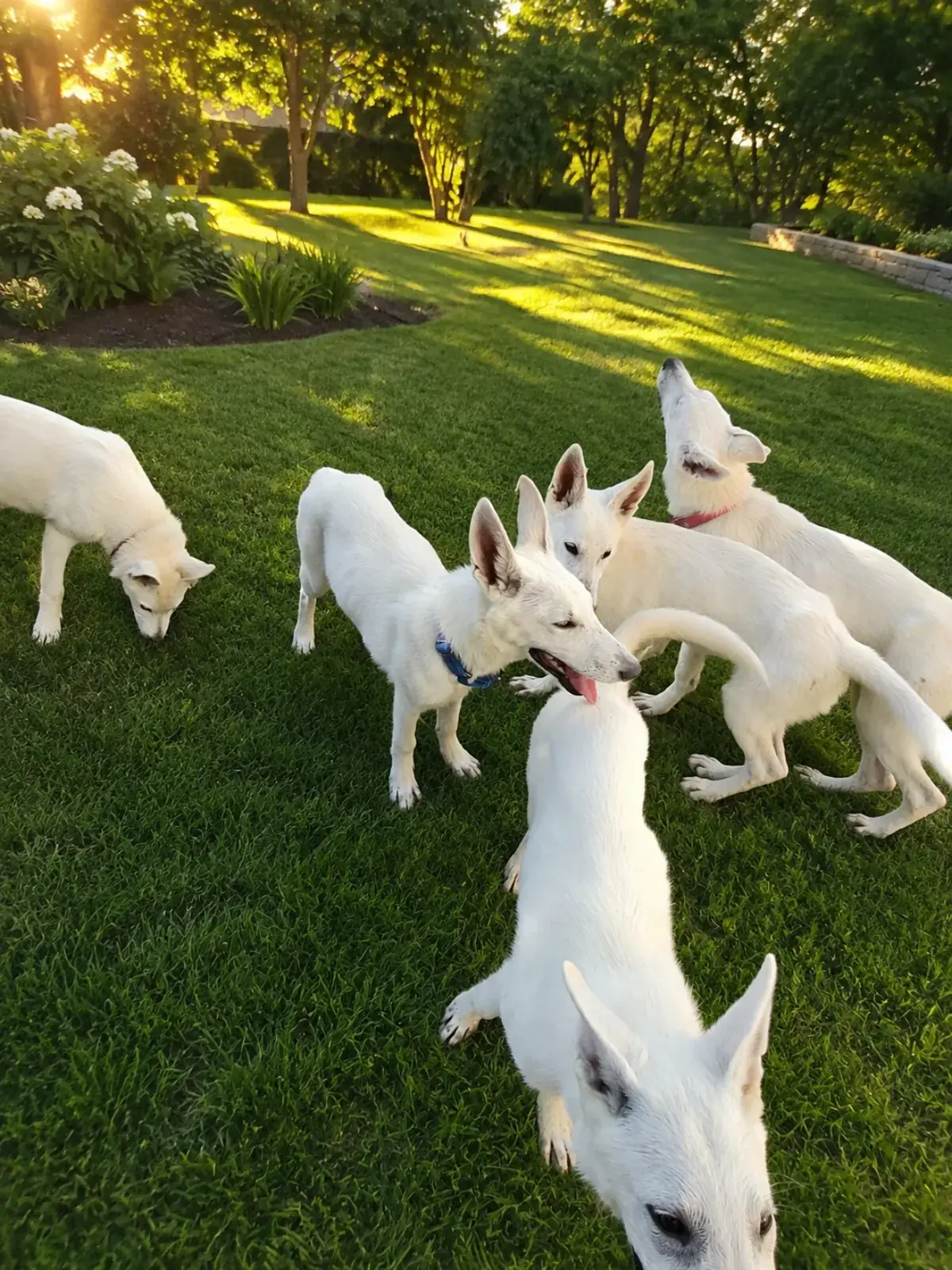 Spring 2026 litter playing in the sunny garden